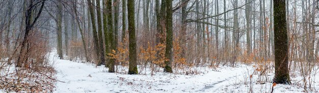 Winterbos met een besneeuwde weg tussen de bomen bij bewolkt weer, panorama