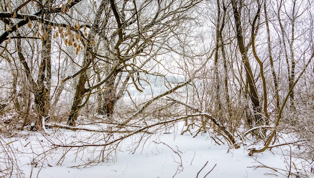 Winterbos met gebroken bomen na sneeuwval_