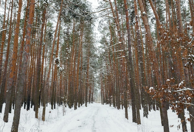 Winterbos met hoge dennen bedekt met sneeuw