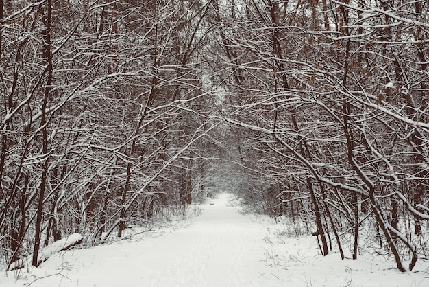 Winterbos met pad