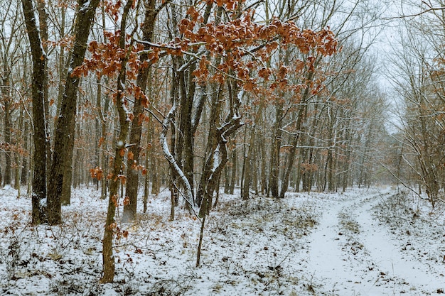 Winterbos met sneeuw op bomen en vloer