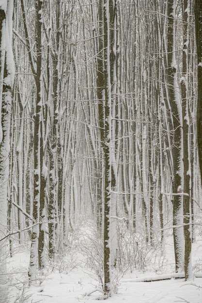 Winterbos met sneeuw op de bomen