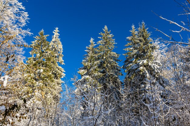 Winterbos op de uetliberg