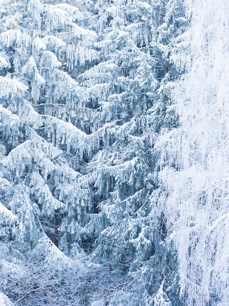 Winterbos op een ijzige dag, mooie winterachtergrond voor tekst en ansichtkaarten