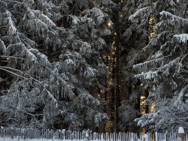 Winterbos op een ijzige dag, mooie winterachtergrond voor tekst en ansichtkaarten