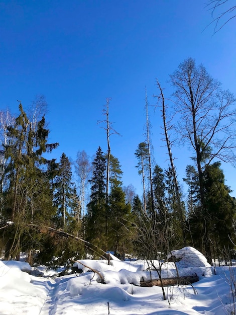 Winterbos op een zonnige dag