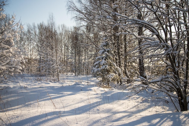 Winterbos op een zonnige, ijzige dag Winterlandschap Horizontale oriëntatie