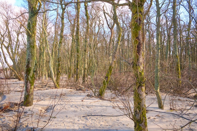 Winterbos op het zand