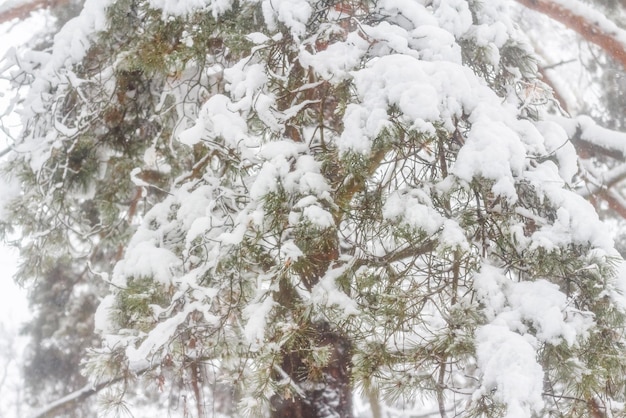 Winterbos. Pijnboom na hevige sneeuwval