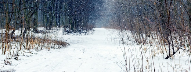 Winterbos tijdens een sneeuwstorm. Sneeuwval in het winterbos