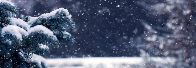 Winterbos tijdens sneeuwval met een besneeuwde sparrentak op een donkere achtergrond