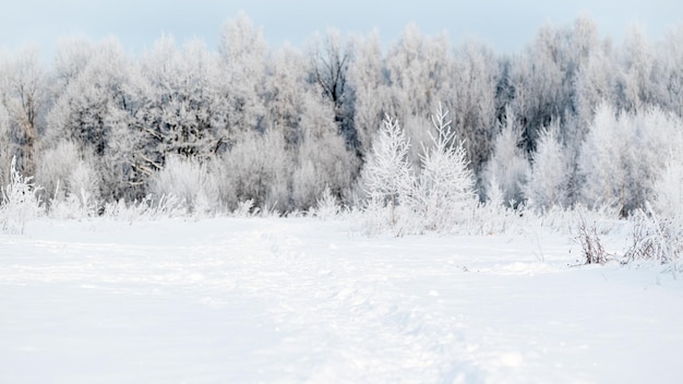 Winterbosbomen bedekt met witte rijm op ijzige dag