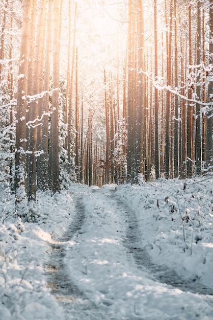 Winterboslandschap Besneeuwde natuur van Europese bossen