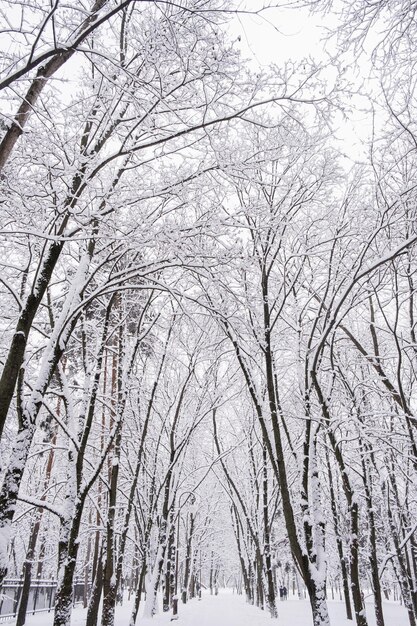 Winterboslandschap met bomen onder de sneeuw Rustige buitenscène