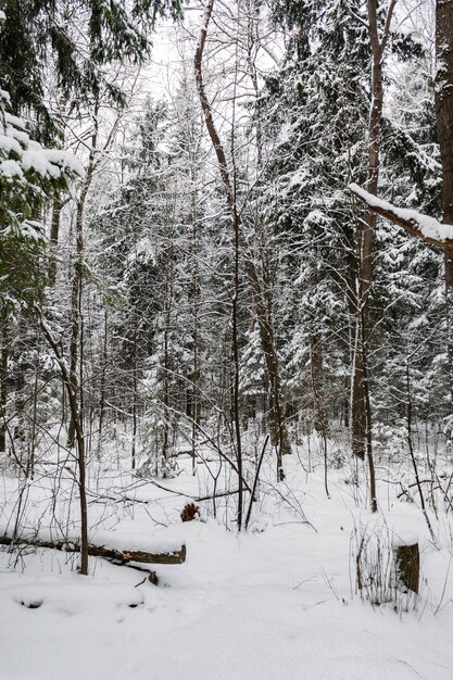 Winterboslandschap op bewolkte winterdag