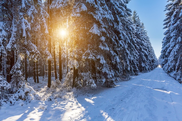 Winterbospad met zonlicht dat tussen de bosbomen schijnt