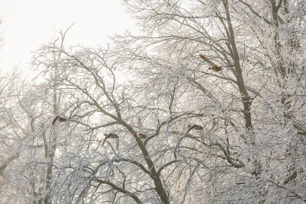 Winterbosvogels boven de bomen vliegende eenden