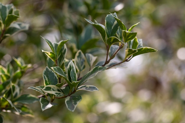 Wintercreeper emerald gaiety  latin name  euonymus fortunei emerald gaiety