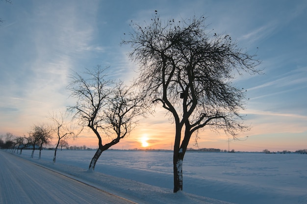 Foto winterdag met sneeuw en bomen op zonsondergang