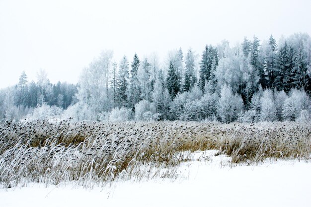 winterdag met witte bomen en gras, koude dag