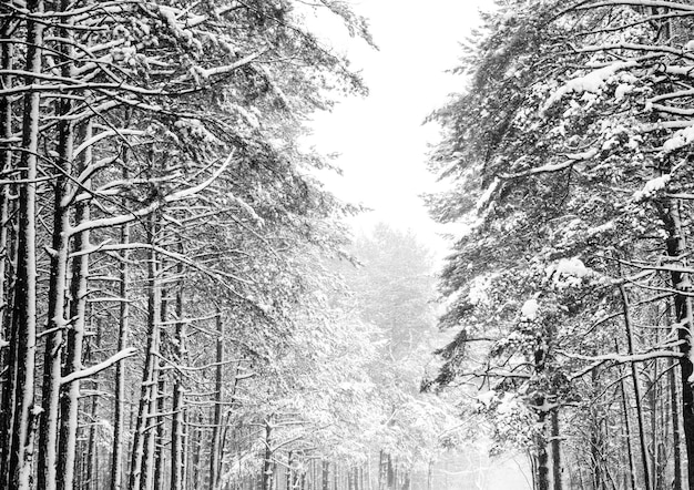 Winterdagen en feestdagen