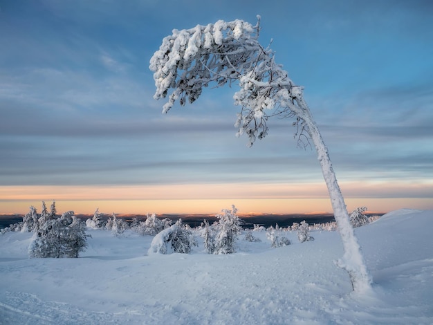 Winterdageraad met een bevroren mooie boom beplakt met sneeuw Magische bizarre silhouetten van bomen zijn beplakt met sneeuw Arctische harde natuur