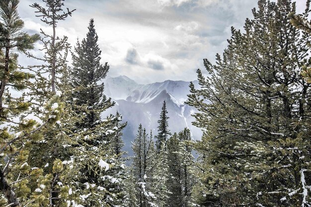 Winterdagtocht in de besneeuwde bergen bij de Banff Gondola, Alberta, Canada