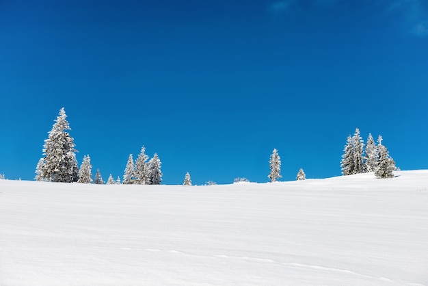 Winterdennenbomen in sneeuw met blauwe lucht