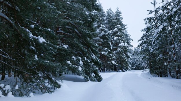 Winterdennenbos overdag bedekt met sneeuw