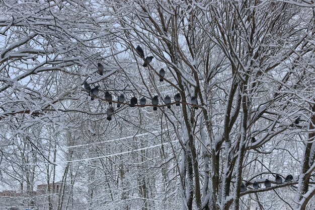 Winterduif zittend op een boom