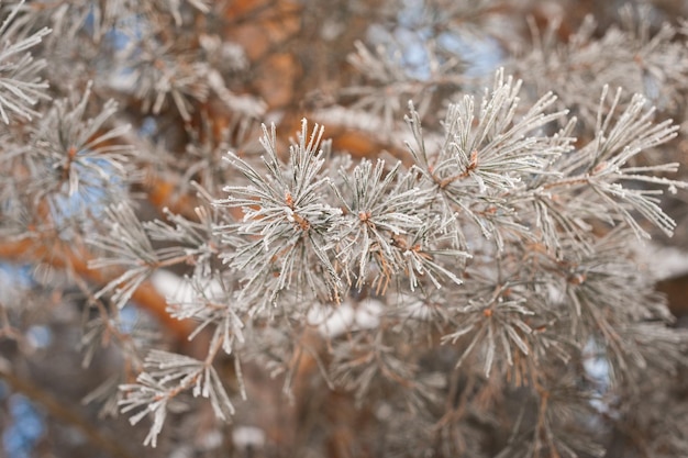 Winterfoto van pijnboomtakken in close-up 4005