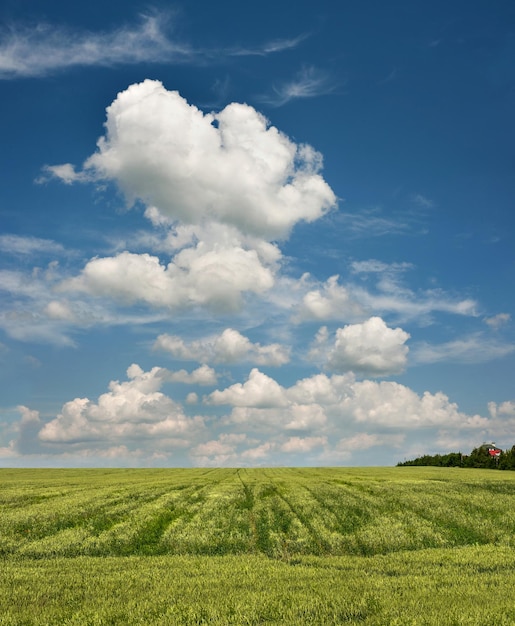 Wintergerst prachtige heuvels van groene velden landbouwlandschappen