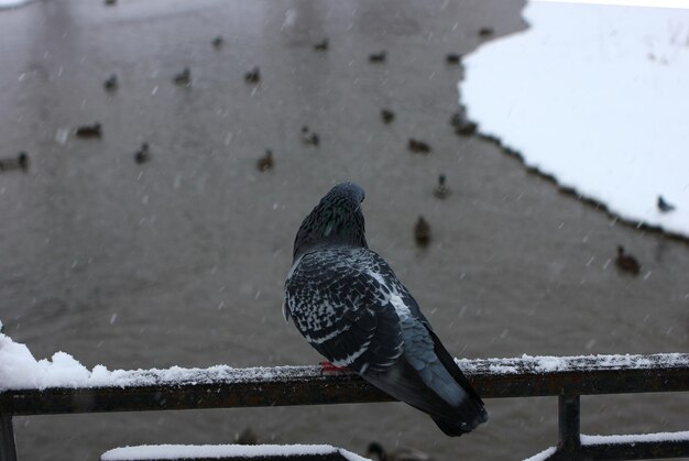 wintergezicht met een duif zittend op een decoratieve brug met uitzicht op de rivier