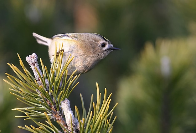 Photo wintergoldhahnchen