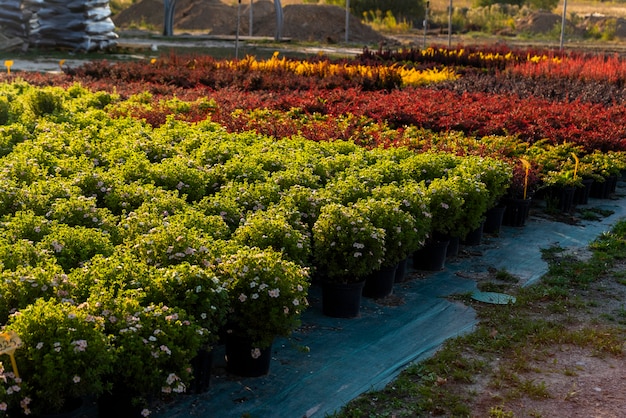 Wintergroene aanplant in het tuincentrum, planten in kuipen voor landschapsarchitectuur