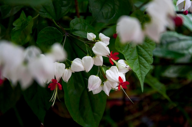 Wintergroene halfvine struik plant kraal bloei bloemen