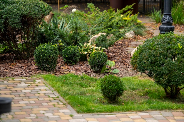 Wintergroene ronde struiken van buxus en jeneverbes in landschapsdesign