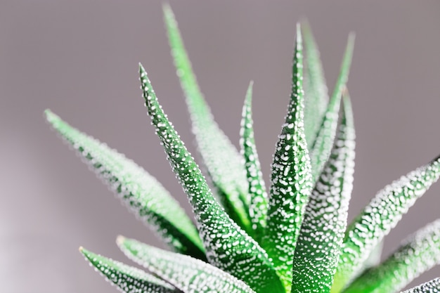 Wintergroene sappige haworthia close-up