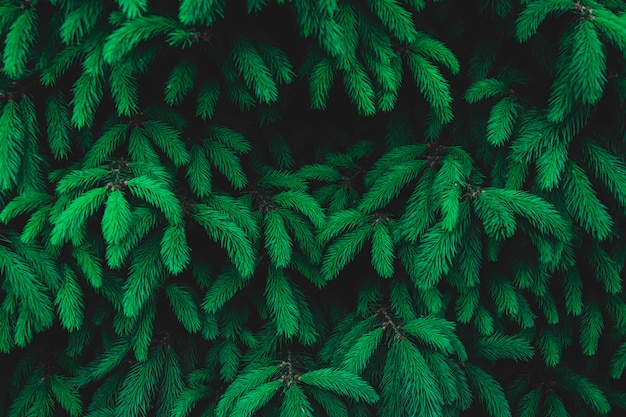 Wintergroene vuren takken