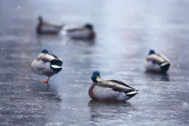 冬の鳥/鳥の群れ、冬の湖、冬の湖の野鳥、季節の移動性のアヒル