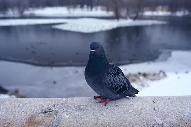 wintering birds / bird flock, winter lake, wild birds on winter lake, seasonal, migratory ducks