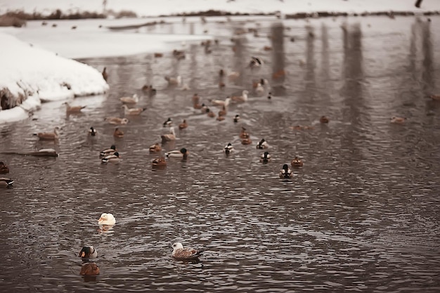 冬の鳥/鳥の群れ、冬の湖、冬の湖の野鳥、季節の、移動性のアヒル