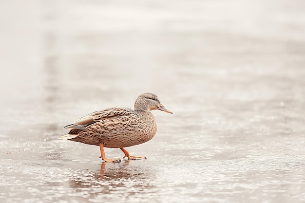 Uccelli svernanti / stormo di uccelli, lago d'inverno, uccelli selvatici sul lago d'inverno, anatre stagionali e migratorie