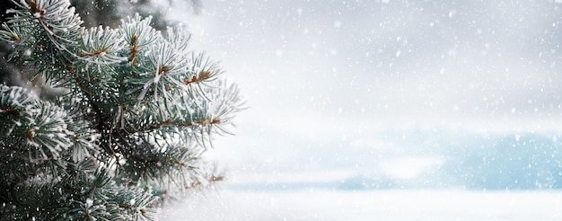 Winterkerstachtergrond met met vorst bedekte sparrentak op onscherpe achtergrond tijdens sneeuwval