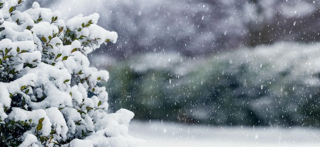 Winterkerstmening met besneeuwde buxusstruik tijdens sneeuwval