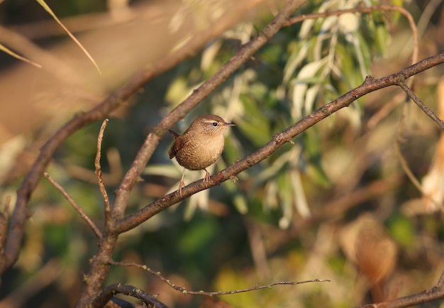 Winterkoninkjes worden gefotografeerd in hun natuurlijke habitat in dichte struiken met de stralen van de rijzende zon. Ongewone kleuren foto