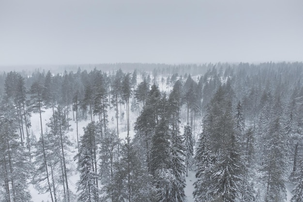 Winterlandschap besneeuwd uitgedund bos luchtfoto