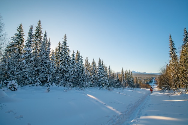 winterlandschap. besneeuwde bomen en een weg die in de winter bij zonnig weer de verte in gaat