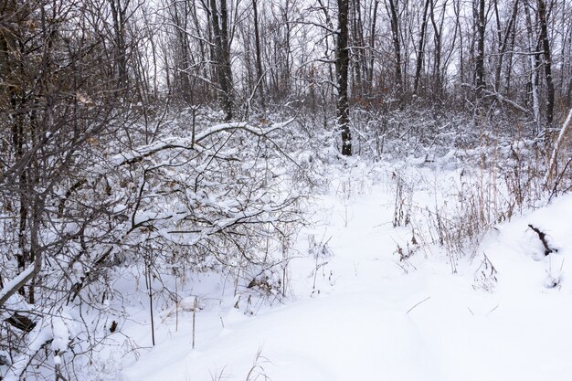 Winterlandschap. Besneeuwde bomen, vorst, grote sneeuwbanken en sneeuwval. Sneeuwpanorama.