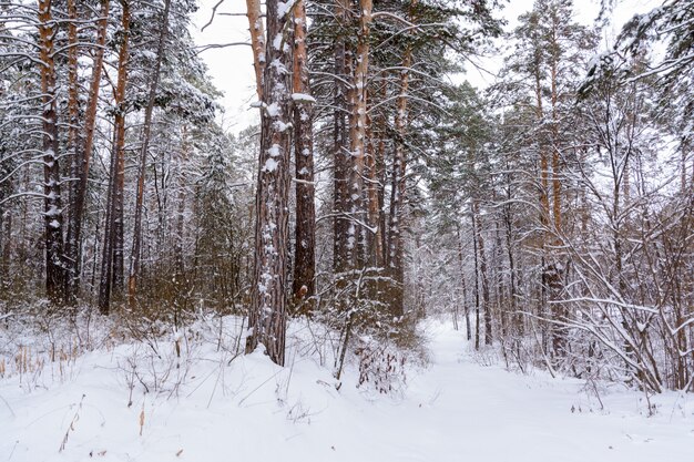 Winterlandschap. Besneeuwde bomen, vorst, grote sneeuwbanken en sneeuwval. Sneeuwpanorama.